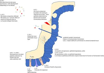 Colonizing Microbes, IL-10 and IL-22: Keeping the Peace at the Mucosal Surface